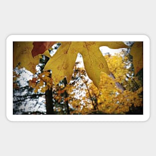 Rain Drops On Golden Leaves Magnet